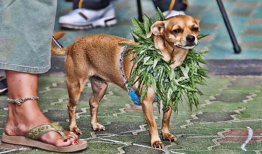 Love your Dog? Give them CBD